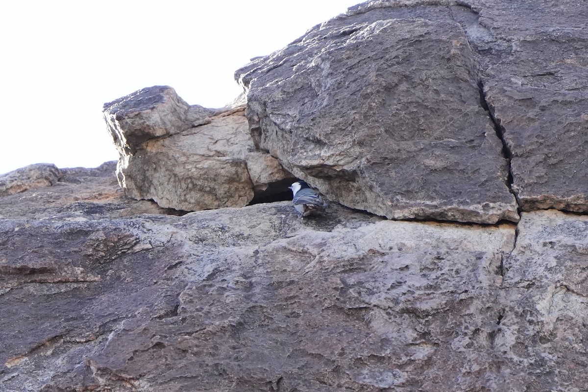 Sittelle à poitrine blanche - ML647737392