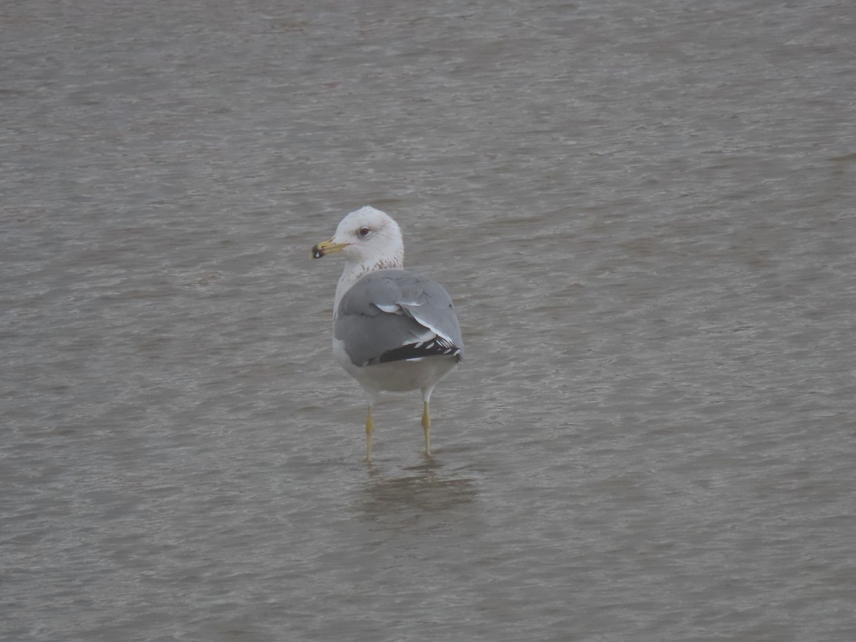 Armenian Gull - ML647737395