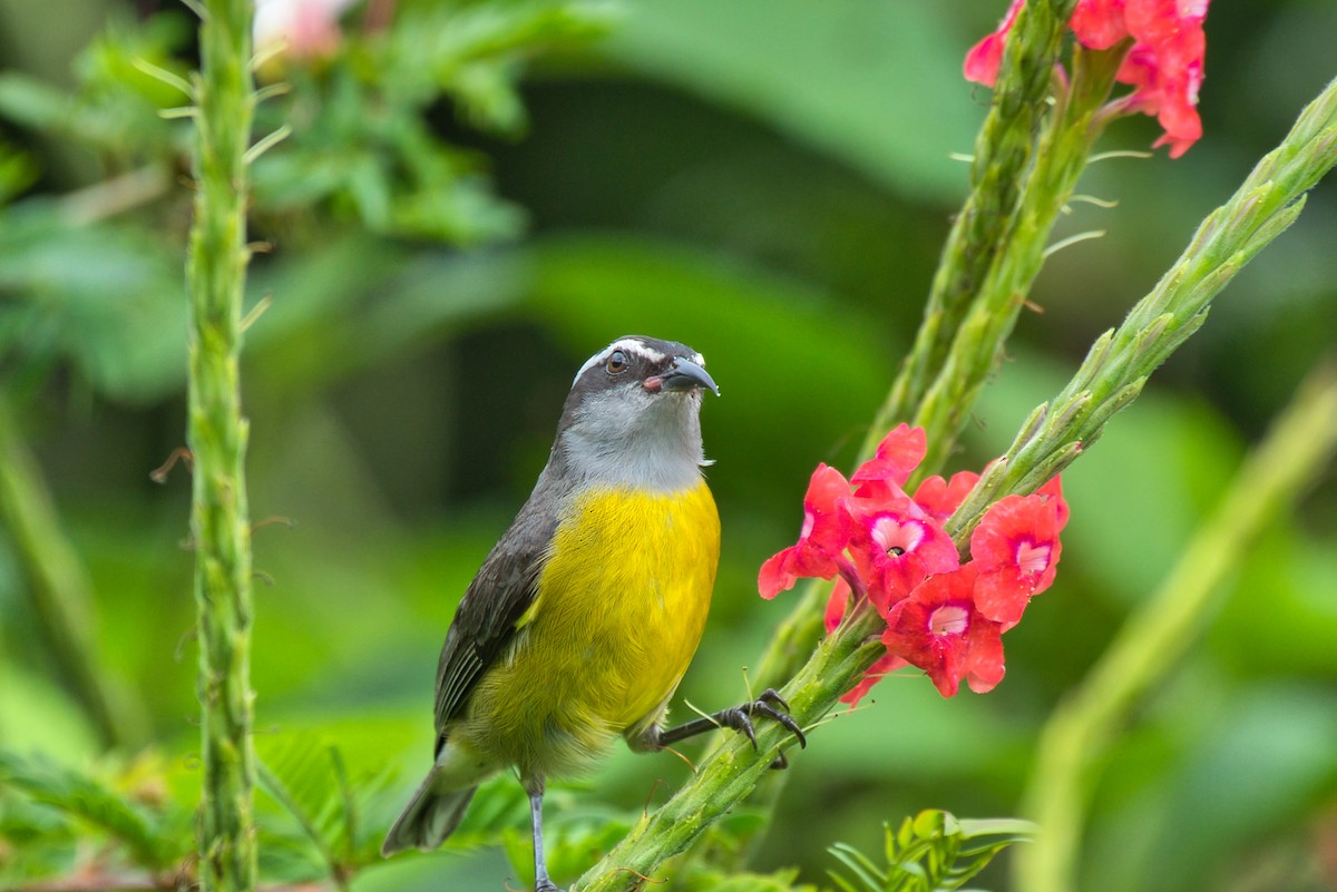 Bananaquit - ML647737400