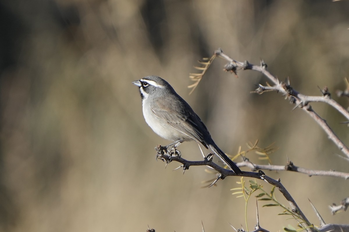 Black-throated Sparrow - ML647737410