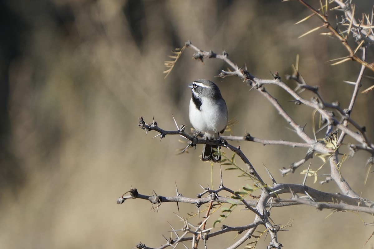Black-throated Sparrow - ML647737411