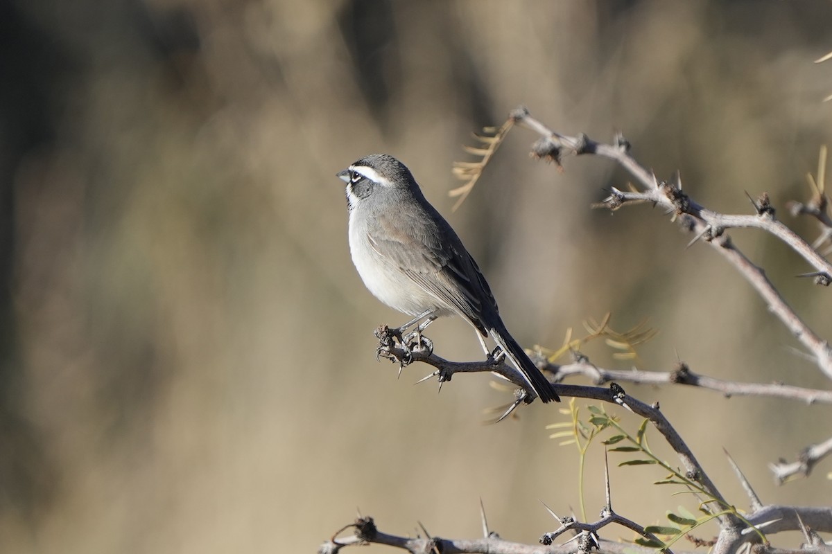 Black-throated Sparrow - ML647737412