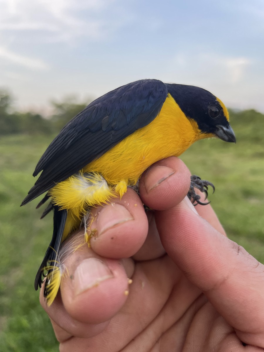 Thick-billed Euphonia - ML647737417