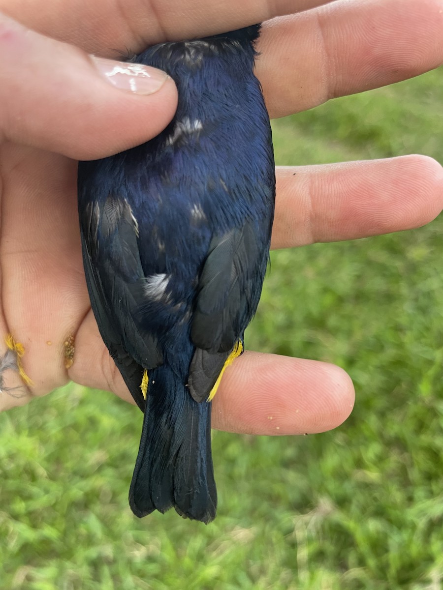 Thick-billed Euphonia - ML647737418