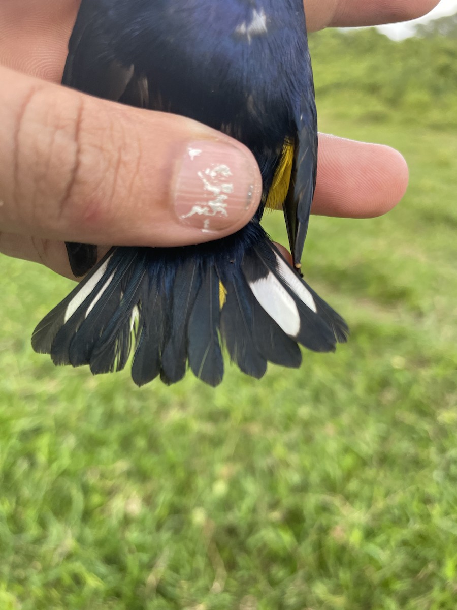 Thick-billed Euphonia - ML647737419