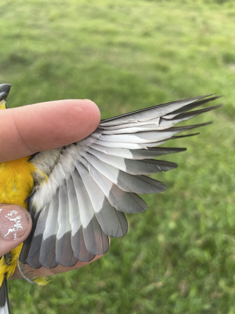 Thick-billed Euphonia - ML647737420