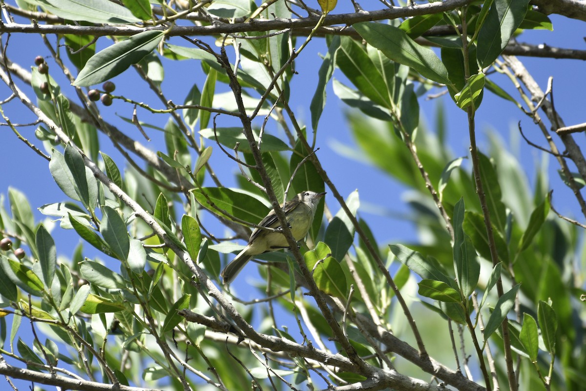 Panama Flycatcher - ML647737434