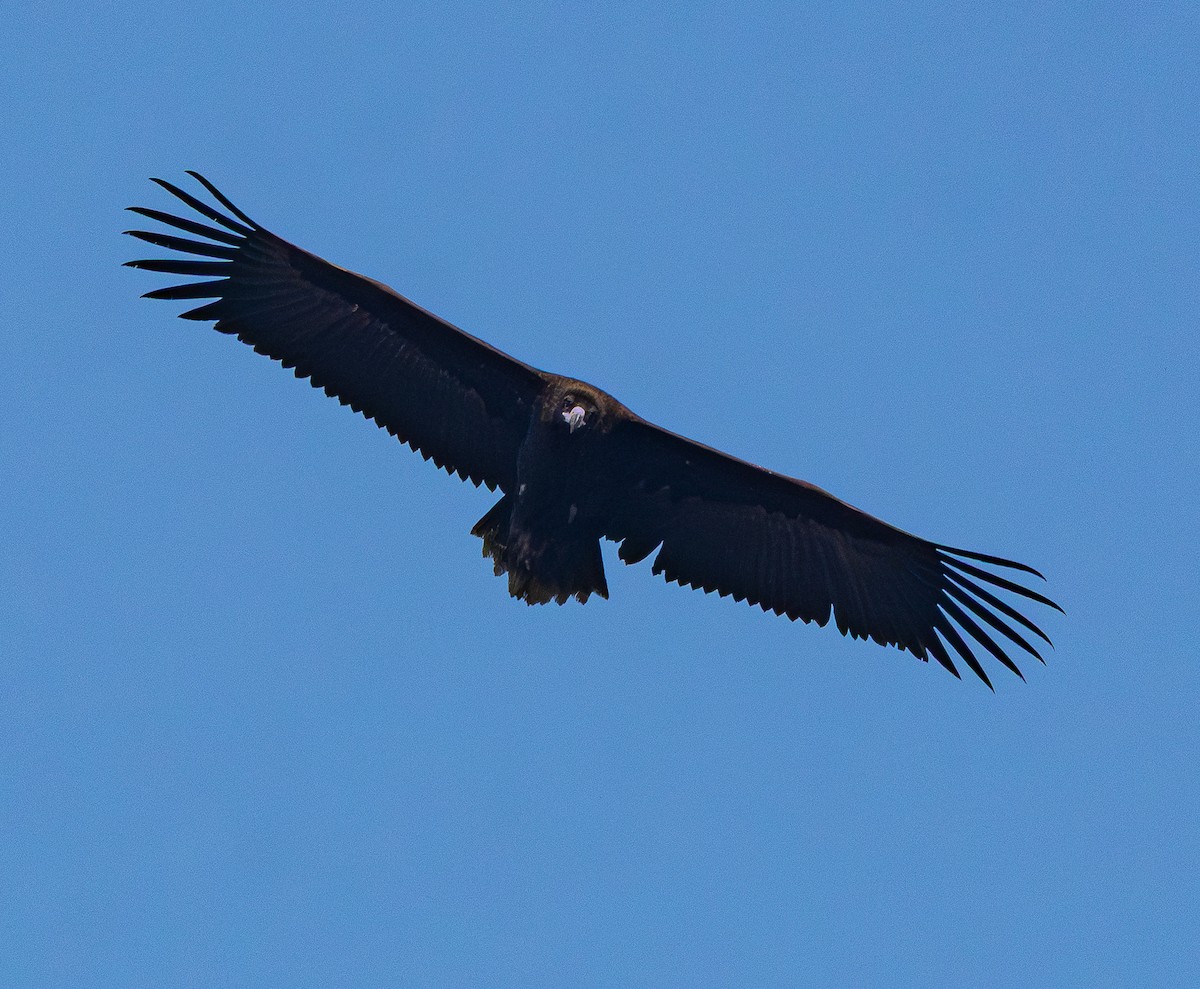 Buitre Negro - ML647737436