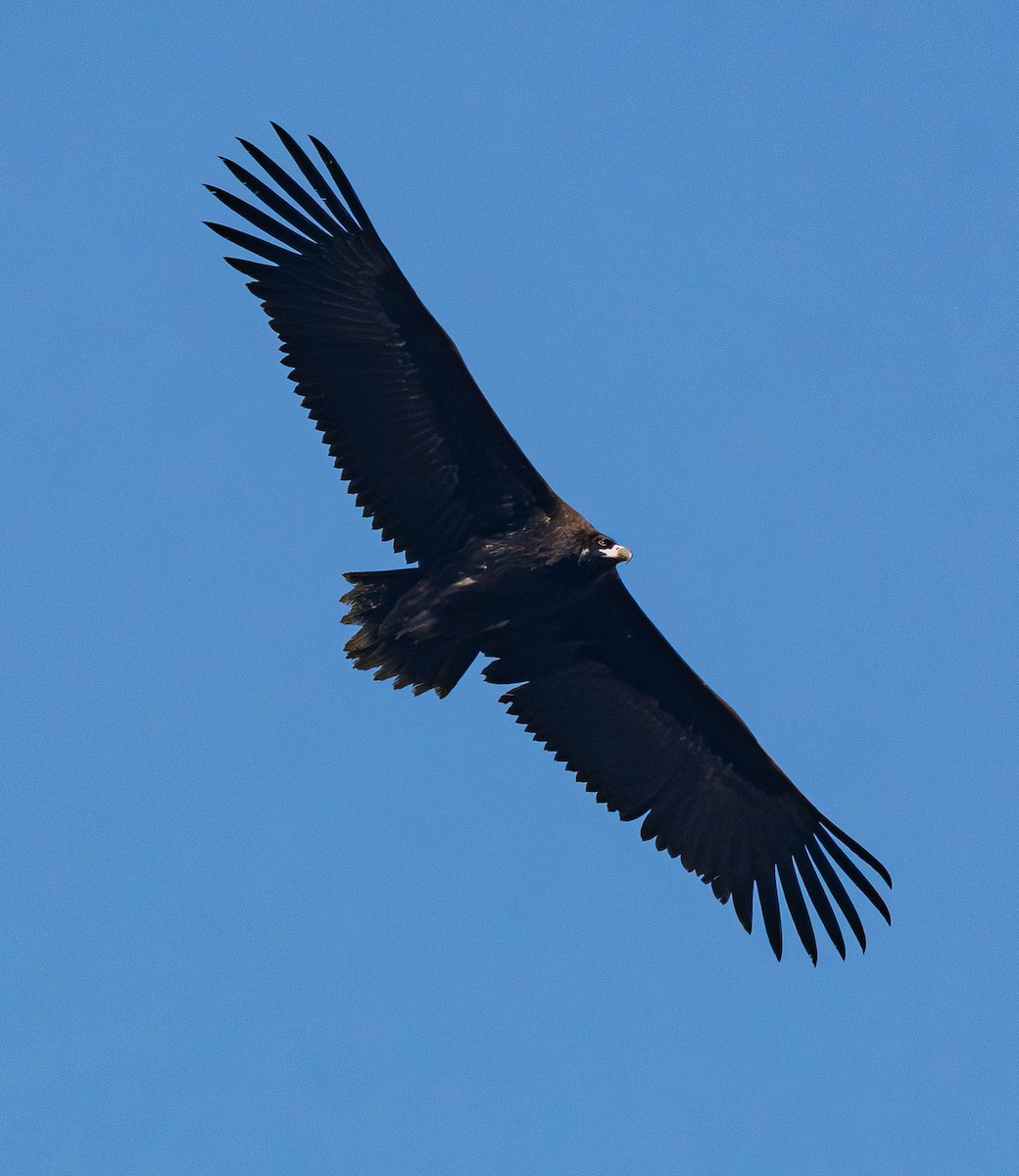 Buitre Negro - ML647737437