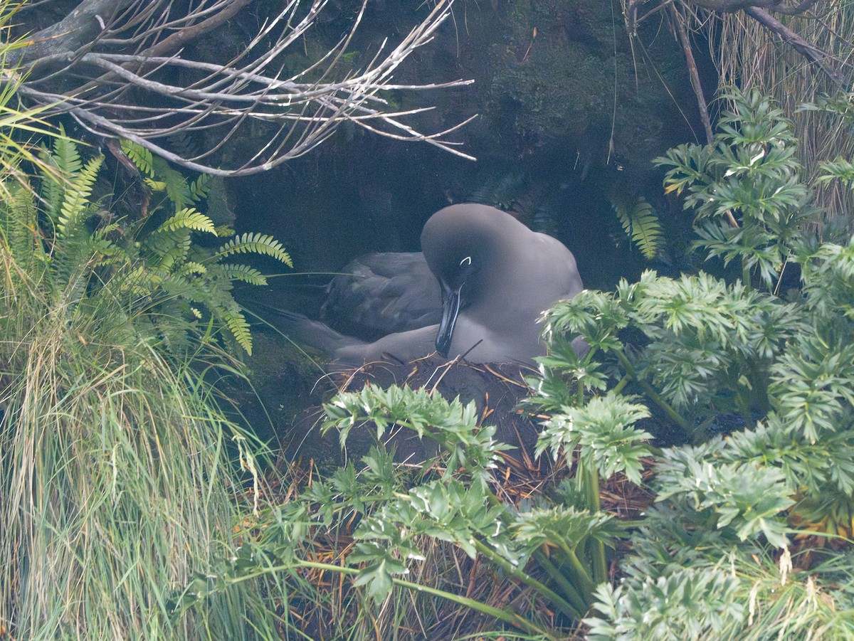 Light-mantled Albatross - ML647737438