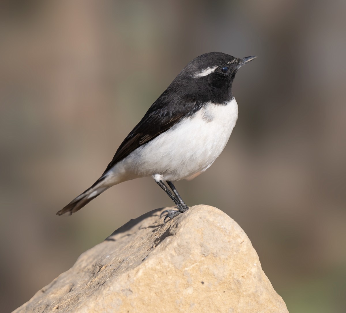 Buztanzuri zuri-beltza - ML647737445