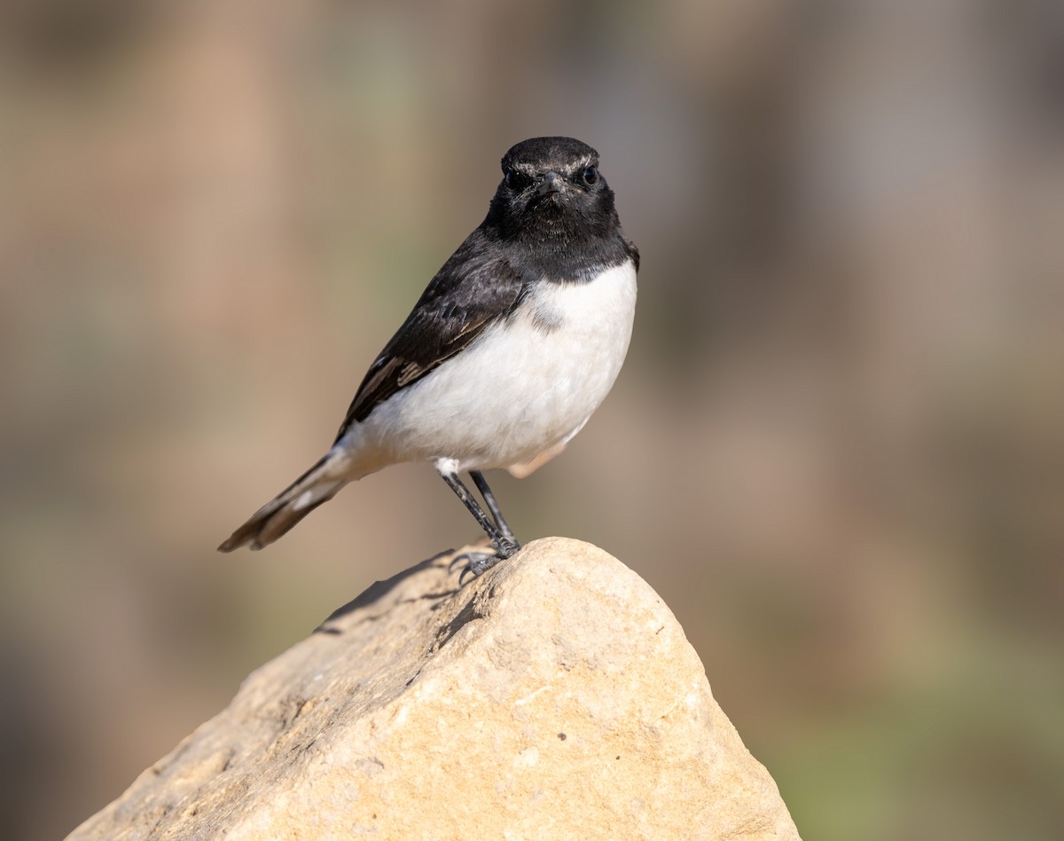 Buztanzuri zuri-beltza - ML647737446