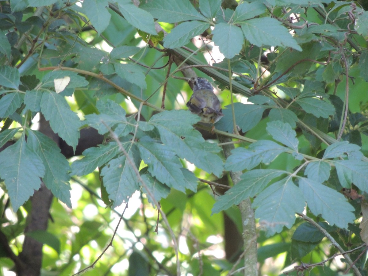 Golden-crowned Warbler - ML647737447