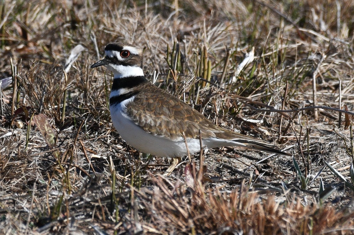 Kildir txirritxoa - ML647737448