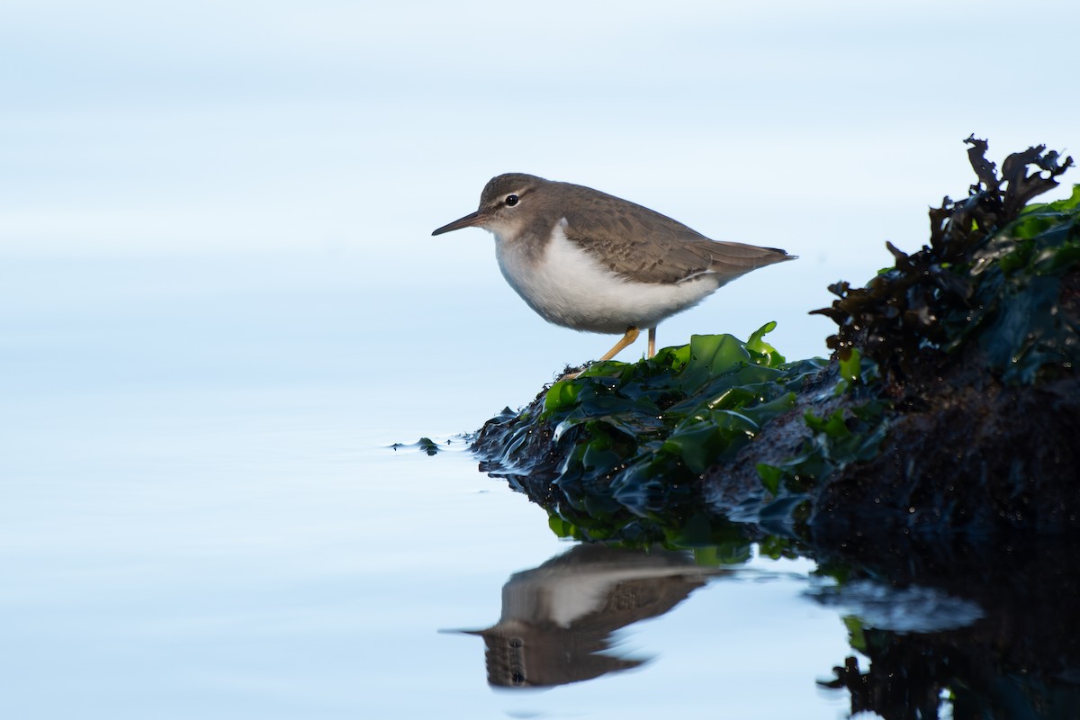 Kuliska orbanduna - ML647737449