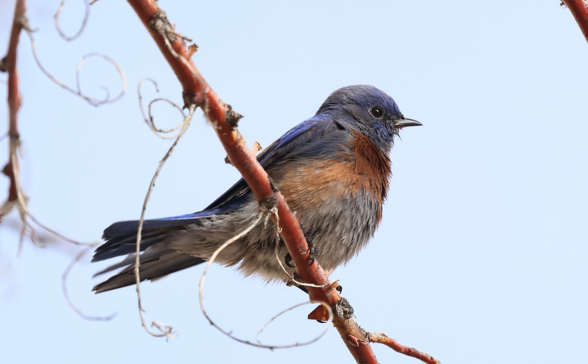 Western Bluebird - ML647737450