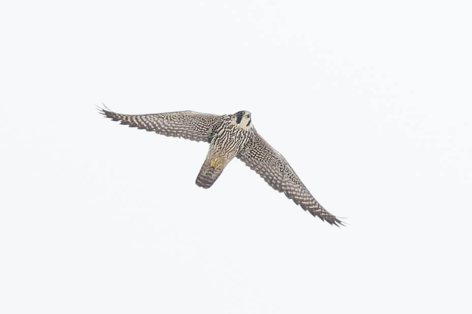 Belatz handia - ML647737452