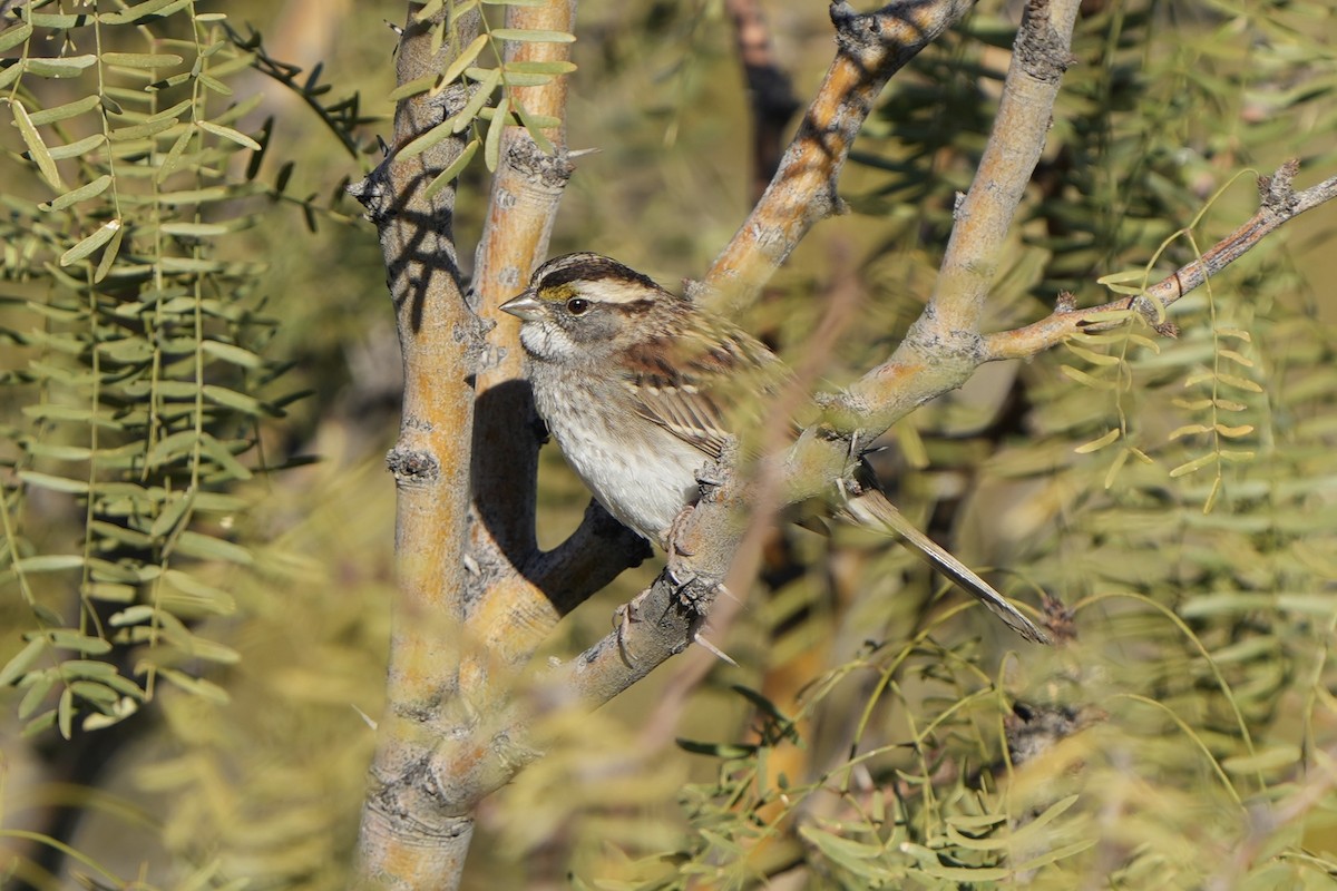 White-throated Sparrow - ML647737453