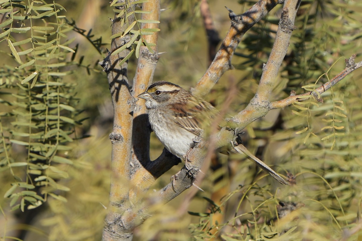 White-throated Sparrow - ML647737454