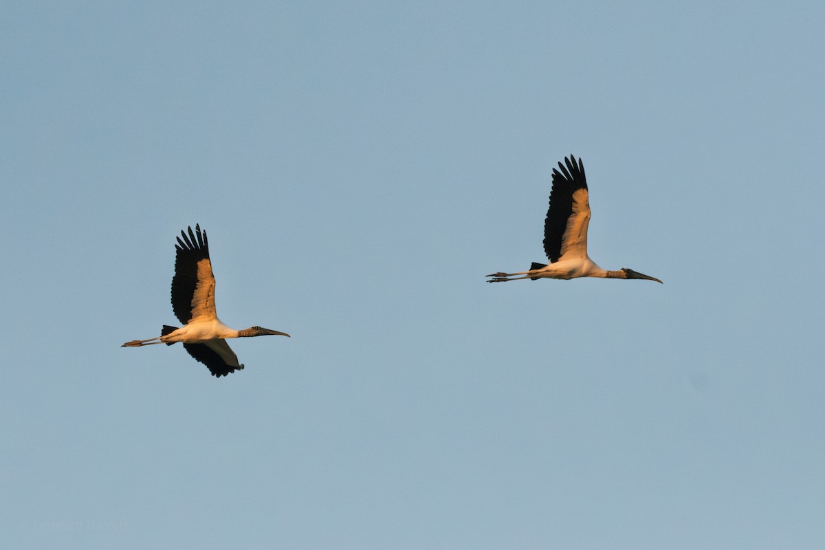 Tantalo amerikarra - ML647737456