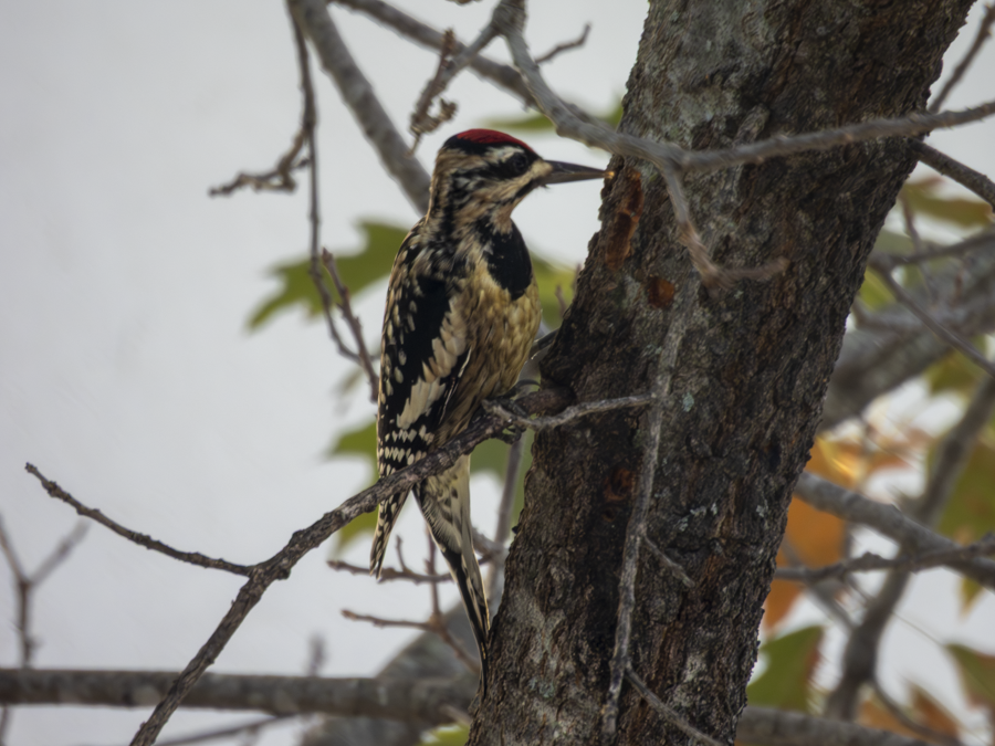 Yellow-bellied Sapsucker - ML647737457