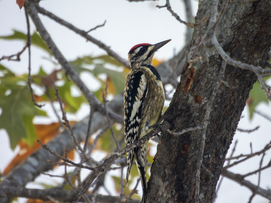 Yellow-bellied Sapsucker - ML647737458