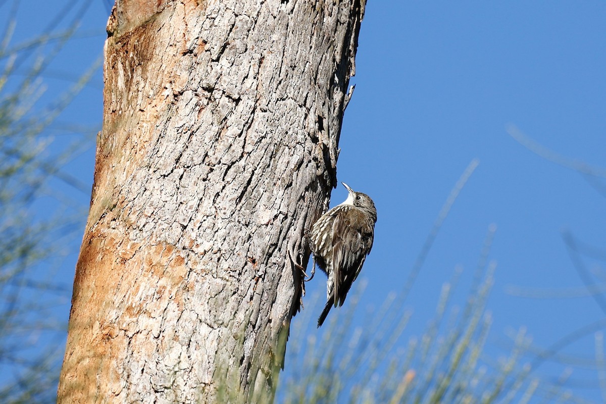 White-throated Treecreeper (White-throated) - ML647737459