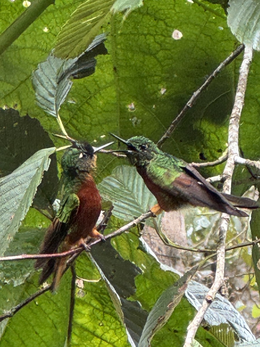 Chestnut-breasted Coronet - ML647737460