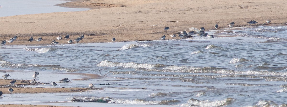 Zangaluzea sp. - ML647737461