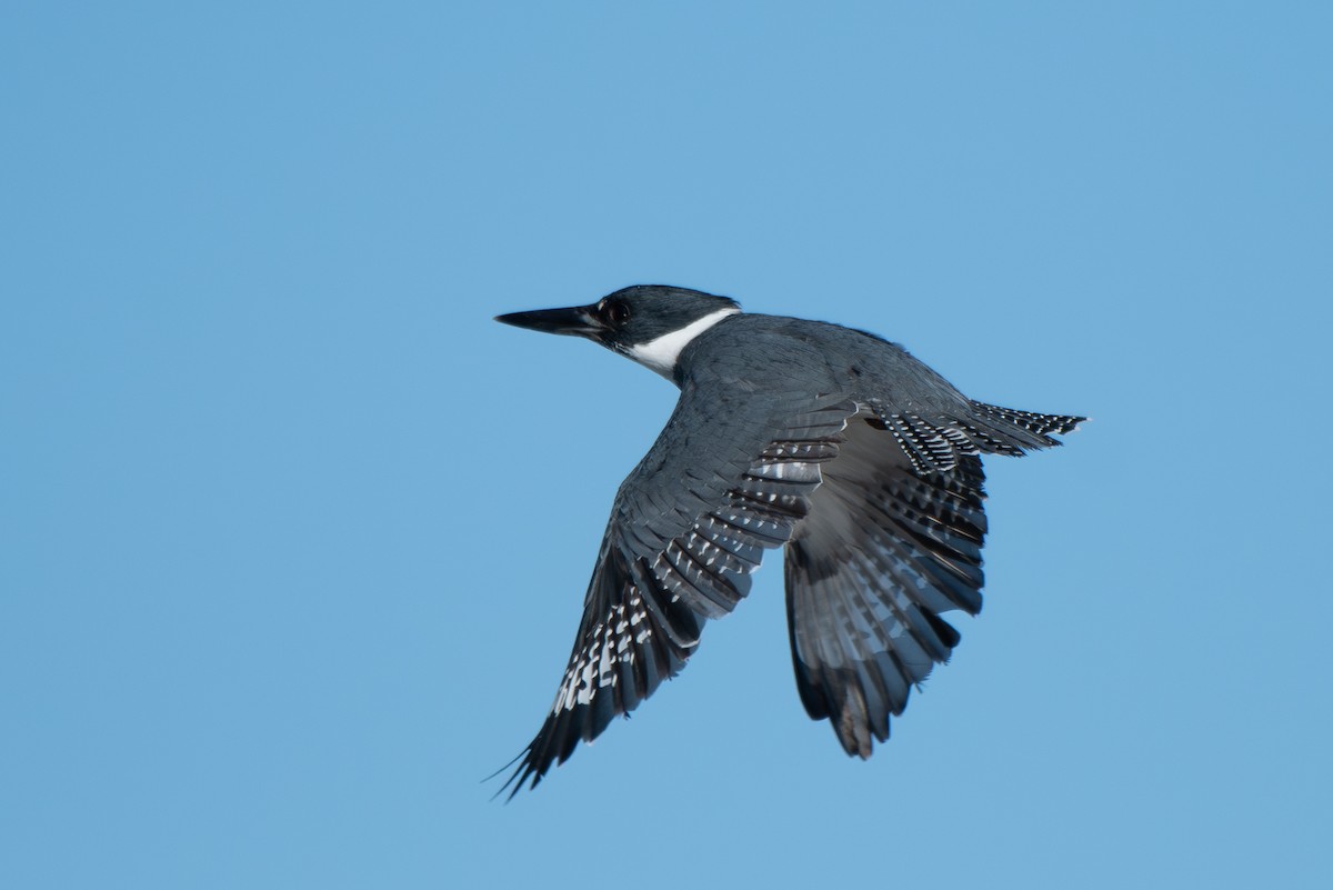 Martin handi iparramerikarra - ML647737462