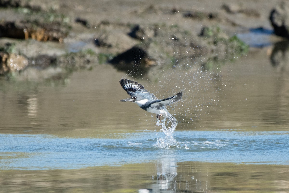 Martin handi iparramerikarra - ML647737463