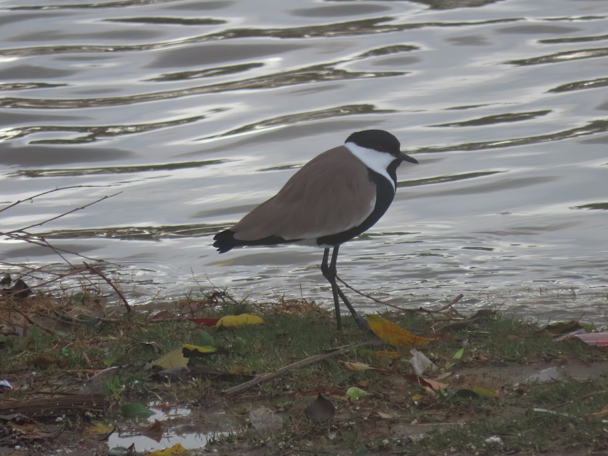 Hegabera ezproiduna - ML647737464