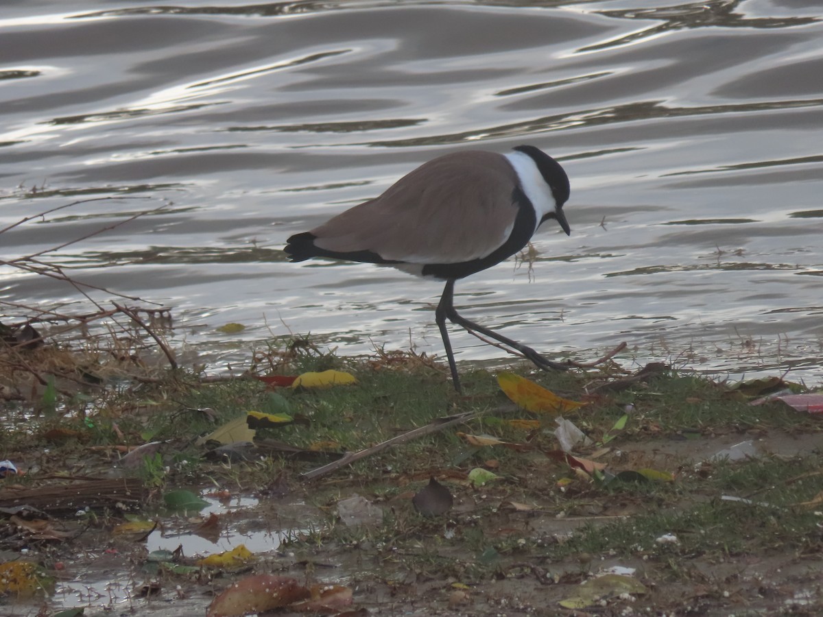Hegabera ezproiduna - ML647737465