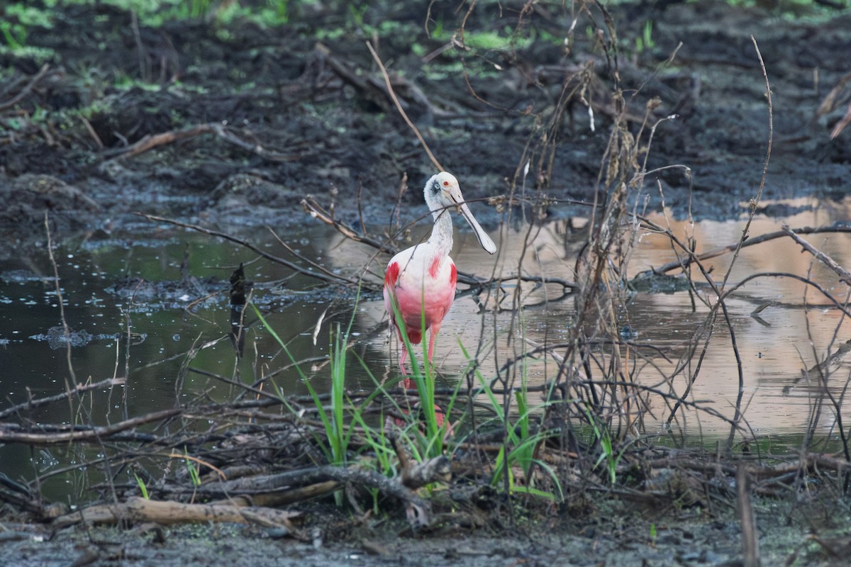 Mokozabal arrosa - ML647737467