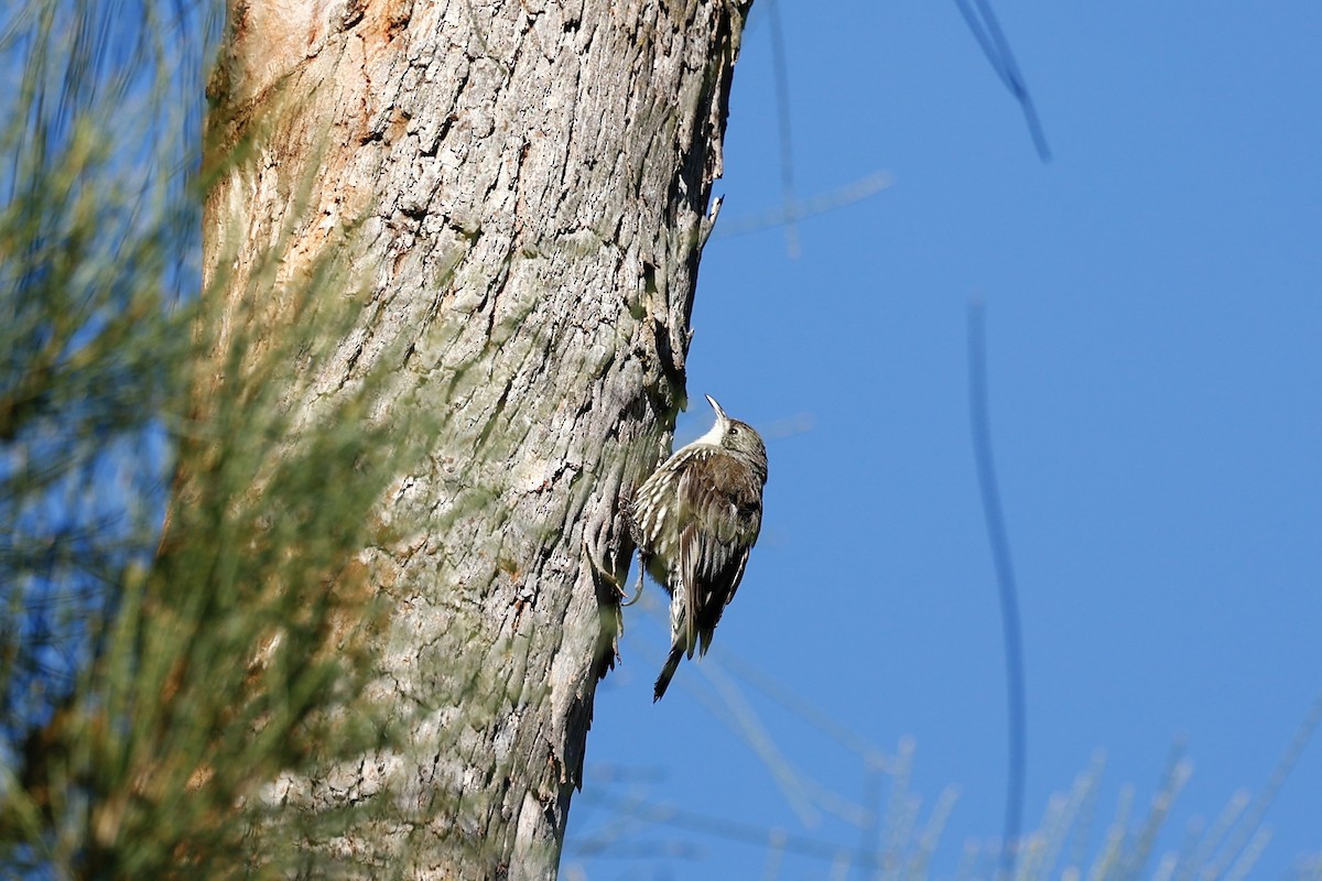 White-throated Treecreeper (White-throated) - ML647737468