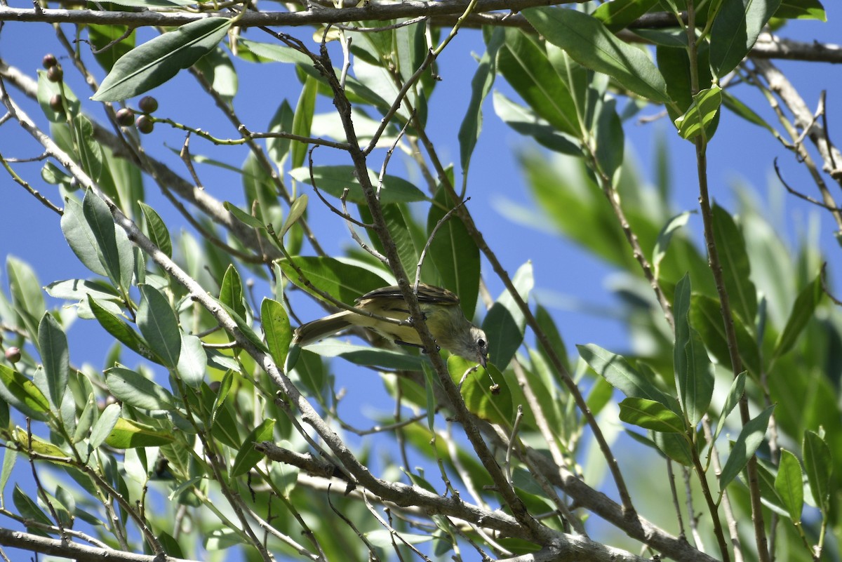 Panama Flycatcher - ML647737469