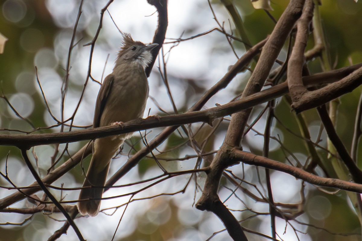 Ochraceous Bulbul - ML647737470