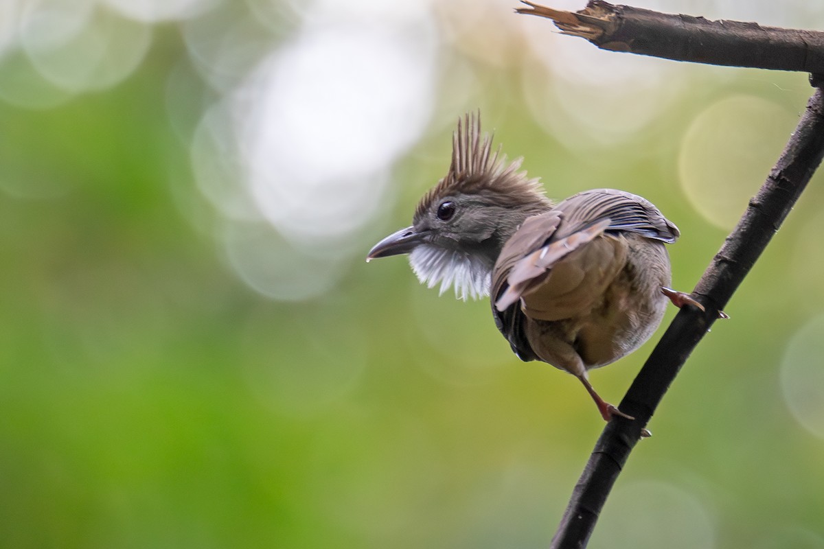 Ochraceous Bulbul - ML647737471