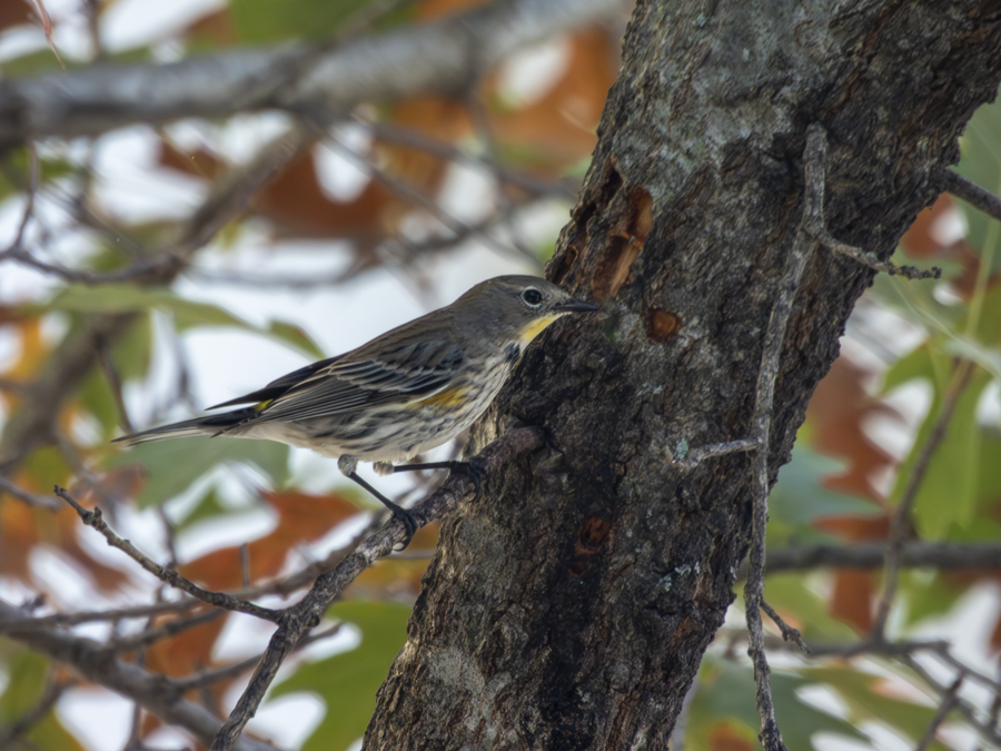 Yellow-rumped Warbler - ML647737472