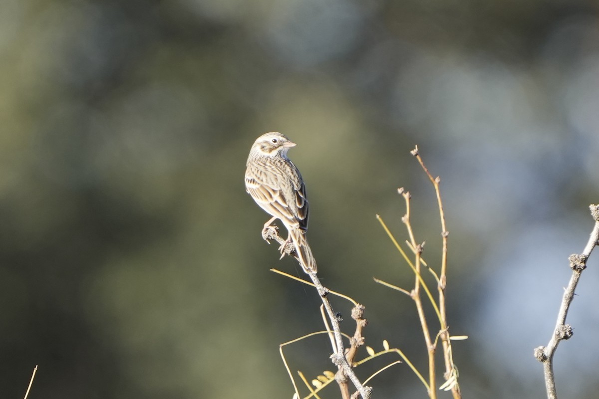 Vesper Sparrow - ML647737473