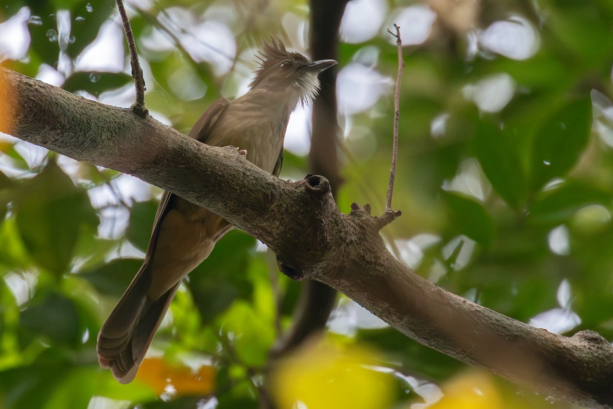 Ochraceous Bulbul - ML647737474