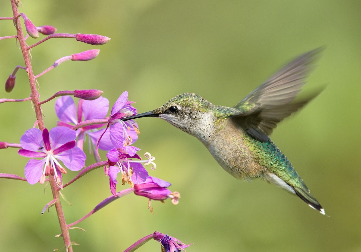 Ruby-throated Hummingbird - ML647737477