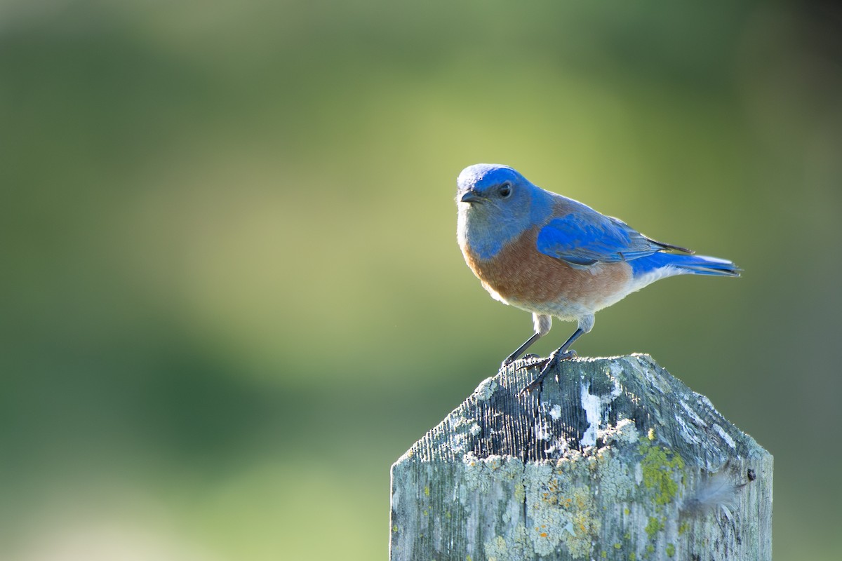 Western Bluebird - ML647737478