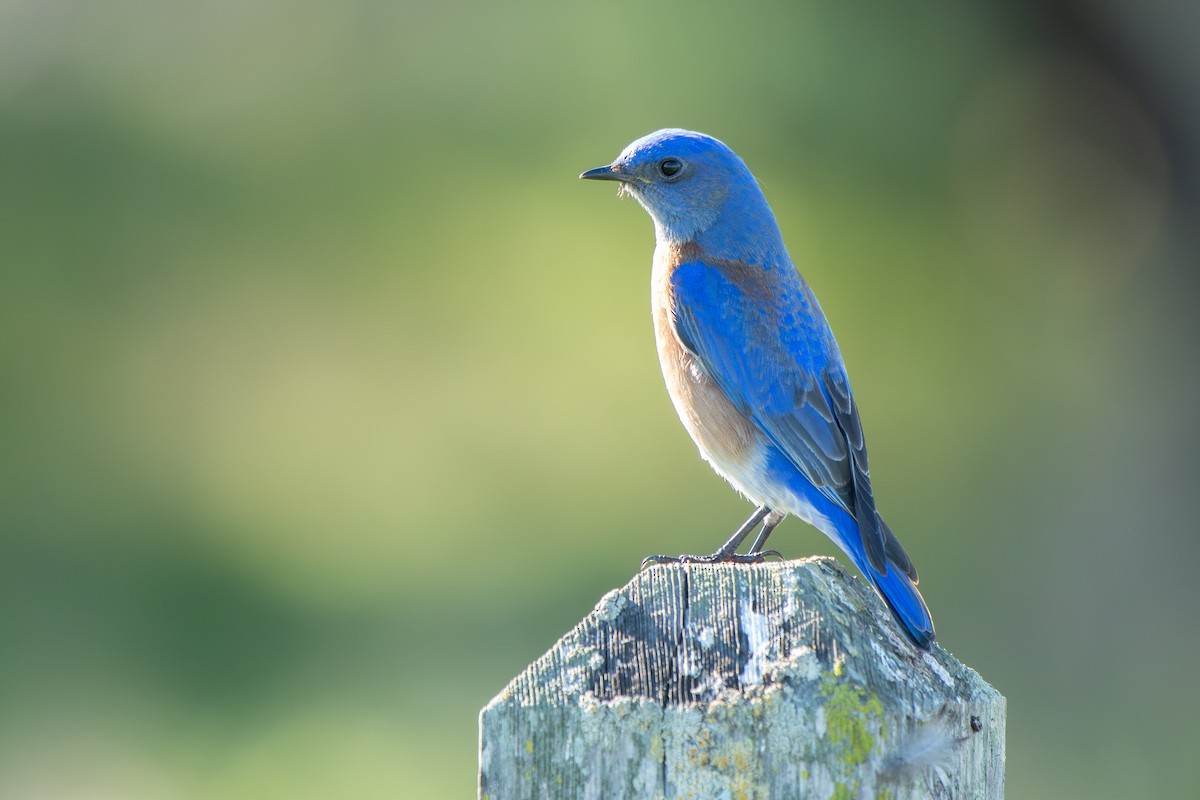 Western Bluebird - ML647737479