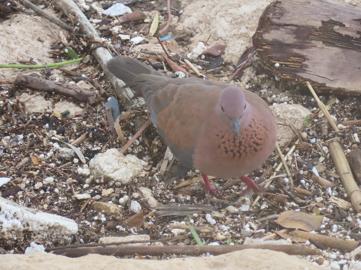 Laughing Dove - ML647737483