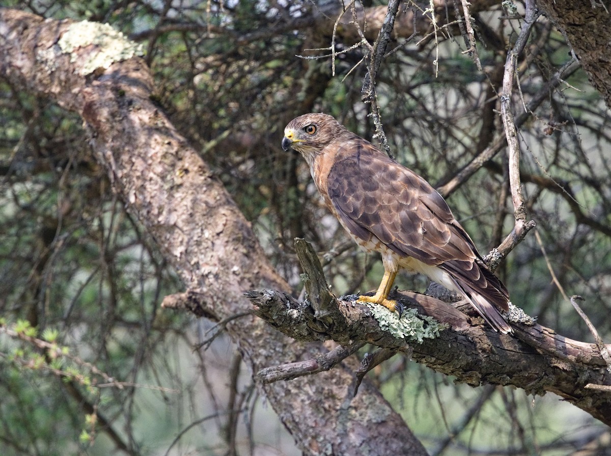 Канюк ширококрилий - ML647737485