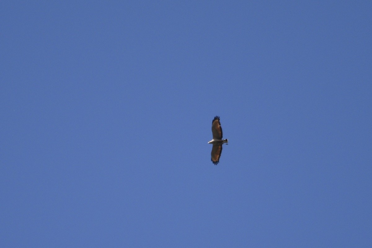 Otlak Şahini - ML647737489