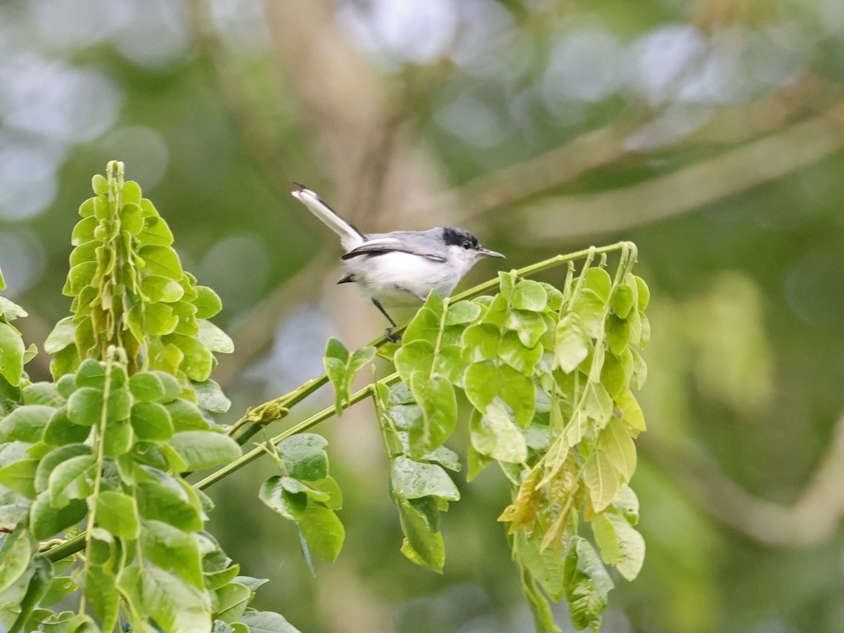 Tropical Gnatcatcher - ML647737498
