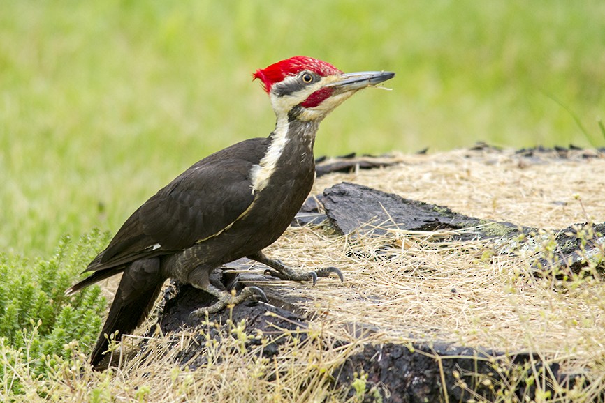 datel chocholatý - ML647737500