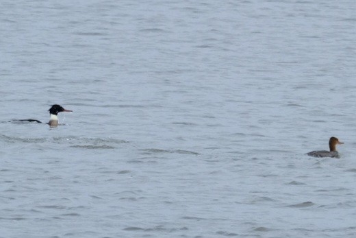 Serreta Mediana - ML647737503